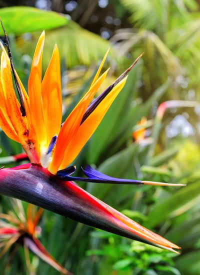 Strelitzia Reginae flower closeup (bird of paradise flower). Madeira island